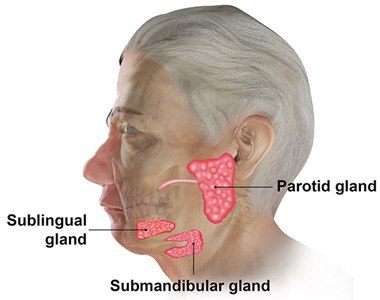 Submandibular Salivary Glands